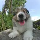 シェルティー
Shetland Sheepdog
she029-4