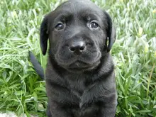 ラブラドール・レトリーバー