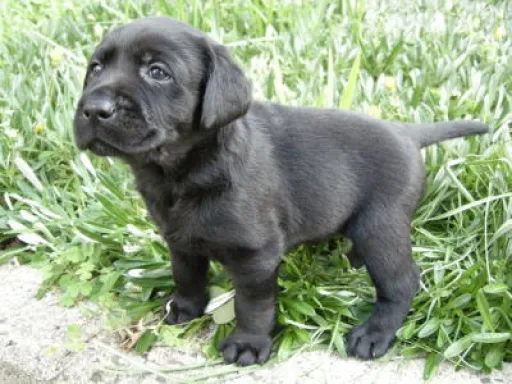 ラブラドール・レトリーバーのサムネイル画像2