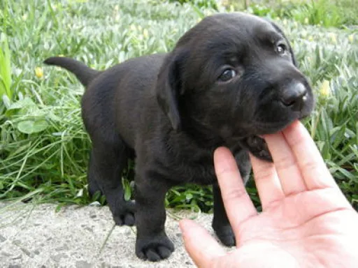 ラブラドール・レトリーバーのサムネイル画像3