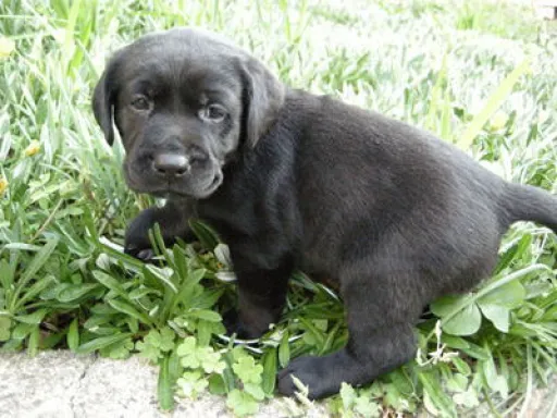 ラブラドール・レトリーバーのサムネイル画像4