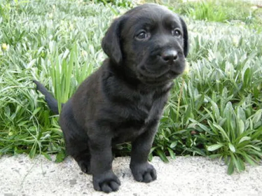 ラブラドール・レトリーバーのサムネイル画像5