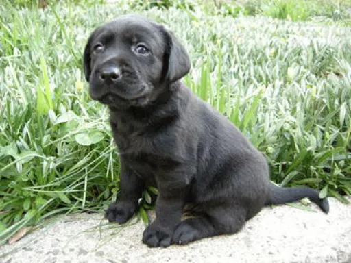 ラブラドール・レトリーバーのサムネイル画像6