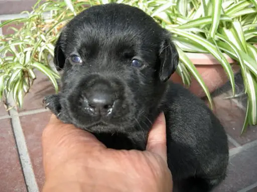 ラブラドール・レトリーバーの子犬販売