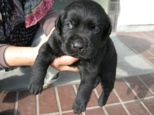 ラブラドール・レトリーバーのサムネイル画像2