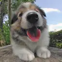 シェルティー
Shetland Sheepdog
she029-3