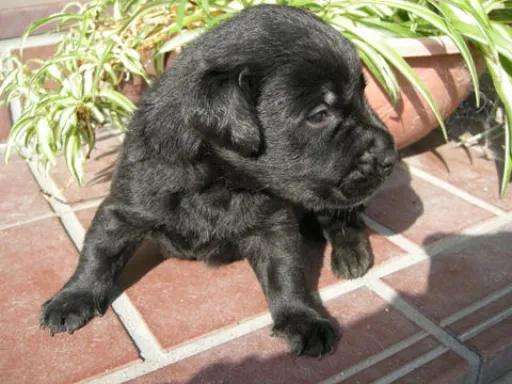 ラブラドール・レトリーバーのサムネイル画像3