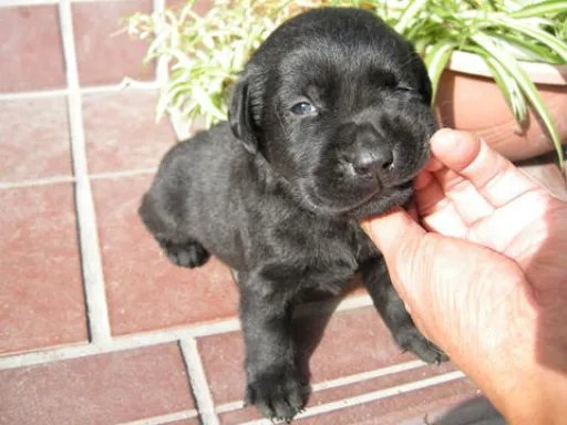 ラブラドール・レトリーバーのサムネイル画像5