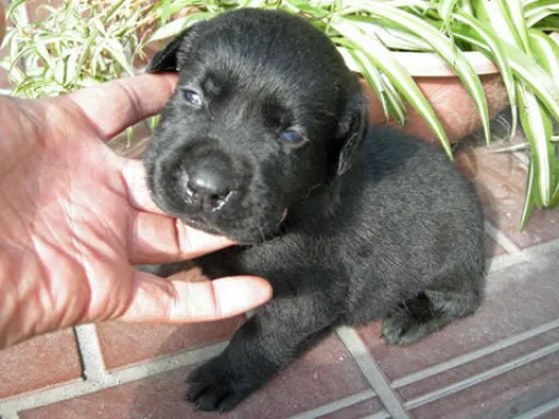 ラブラドール・レトリーバーのサムネイル画像6