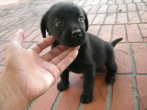 ラブラドール・レトリーバーのサムネイル画像1