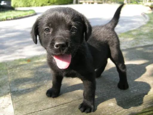 ラブラドール・レトリーバーのサムネイル画像2