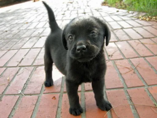 ラブラドール・レトリーバーのサムネイル画像3