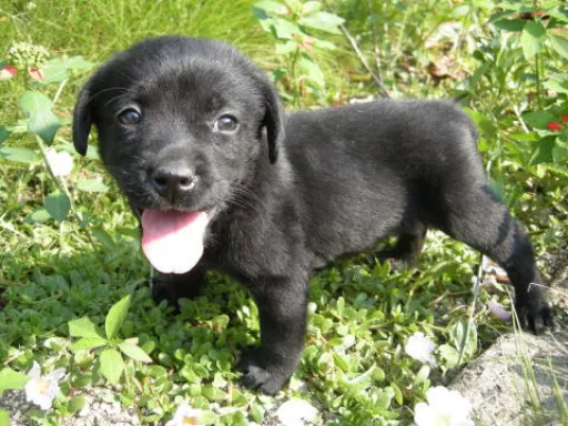 ラブラドール・レトリーバーのサムネイル画像8