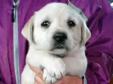 ラブラドール・レトリーバー