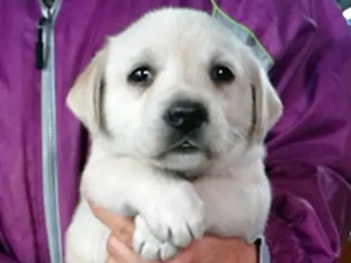 ラブラドール・レトリーバーの子犬販売