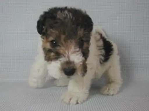 ワイアー・フォックス・テリアの子犬販売