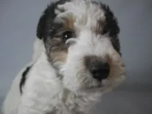 ワイアー・フォックス・テリア