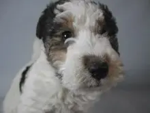 ワイアー・フォックス・テリア