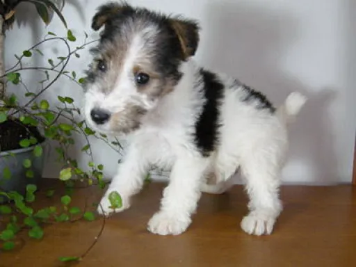 ワイアー・フォックス・テリアのサムネイル画像1