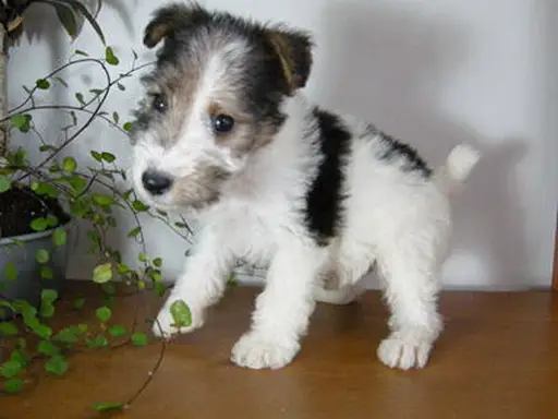 ワイアー・フォックス・テリアの子犬販売