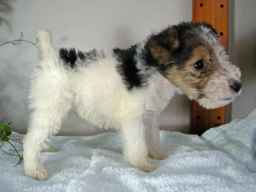 ワイアー・フォックス・テリアのサムネイル画像3