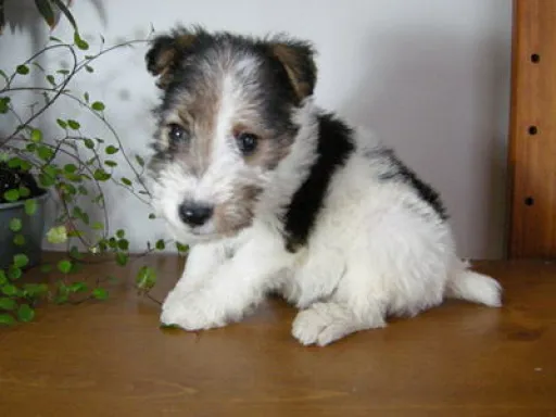 ワイアー・フォックス・テリアのサムネイル画像4