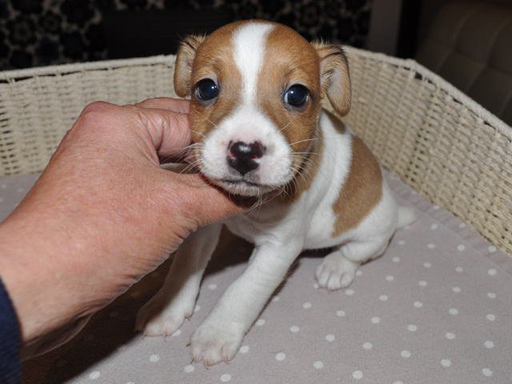 ジャック・ラッセル・テリアの子犬販売