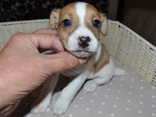 ジャック・ラッセル・テリアのサムネイル画像2