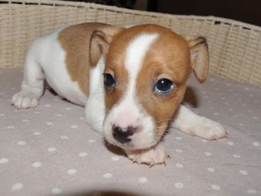 ジャック・ラッセル・テリアのサムネイル画像3