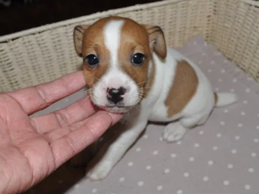 ジャック・ラッセル・テリアのサムネイル画像4