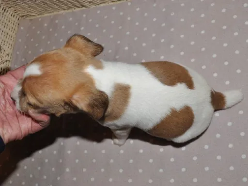 ジャック・ラッセル・テリアのサムネイル画像6