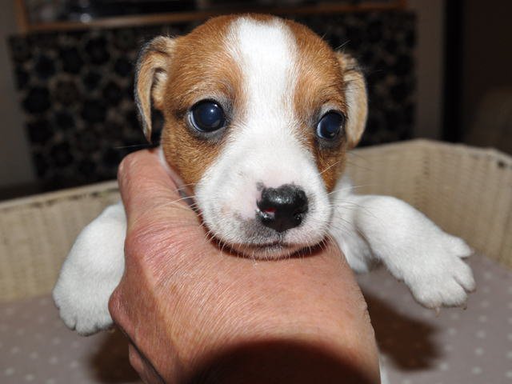 ジャック・ラッセル・テリアの子犬販売