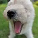 トイプードル
Toy Poodle
toy157-5