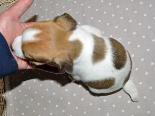 ジャック・ラッセル・テリアのサムネイル画像6