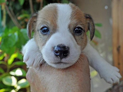ジャック・ラッセル・テリアの子犬販売