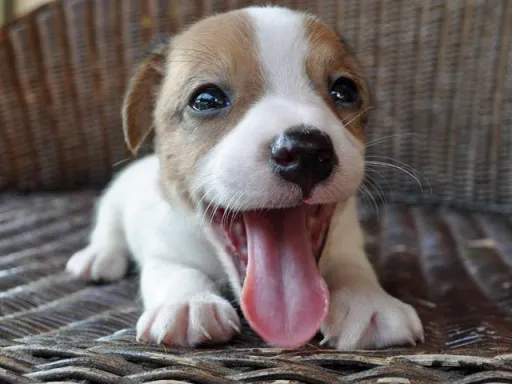 ジャック・ラッセル・テリアのサムネイル画像2