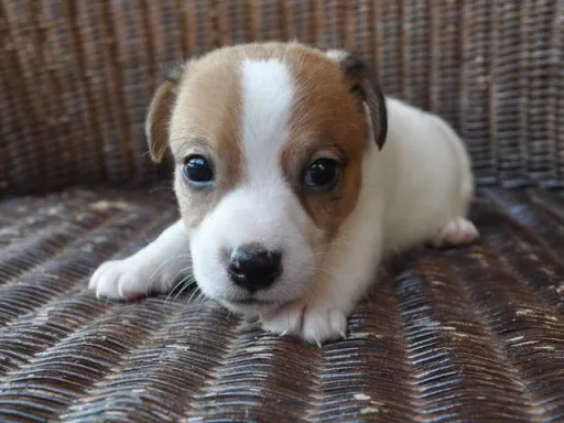 ジャック・ラッセル・テリアのサムネイル画像3