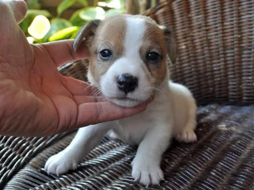 ジャック・ラッセル・テリアのサムネイル画像4