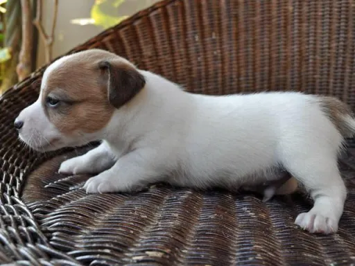 ジャック・ラッセル・テリアのサムネイル画像6