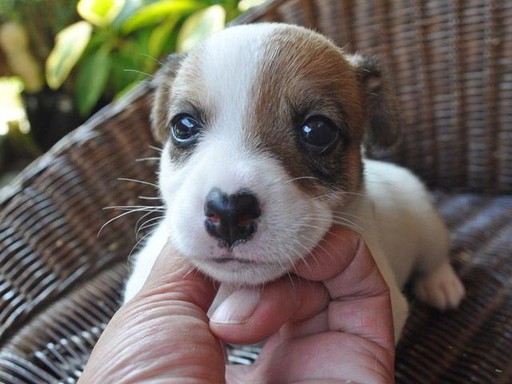 ジャック・ラッセル・テリアの子犬販売