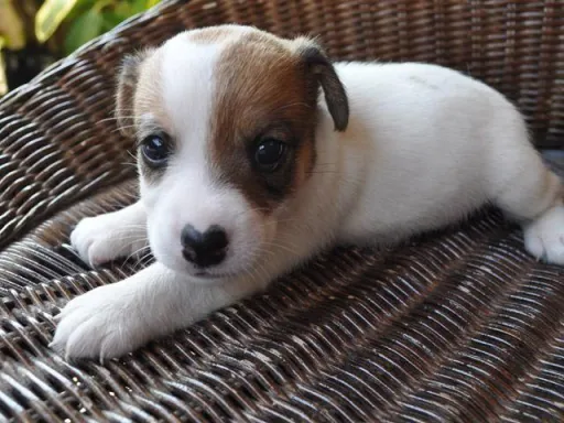 ジャック・ラッセル・テリアのサムネイル画像2