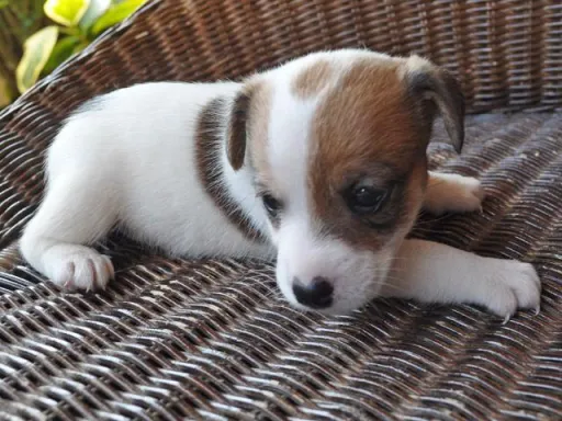 ジャック・ラッセル・テリアのサムネイル画像4