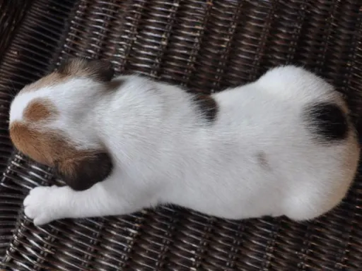 ジャック・ラッセル・テリアのサムネイル画像6