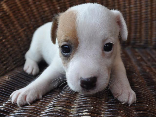 ジャック・ラッセル・テリアの子犬販売