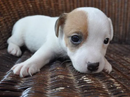 ジャック・ラッセル・テリアのサムネイル画像3