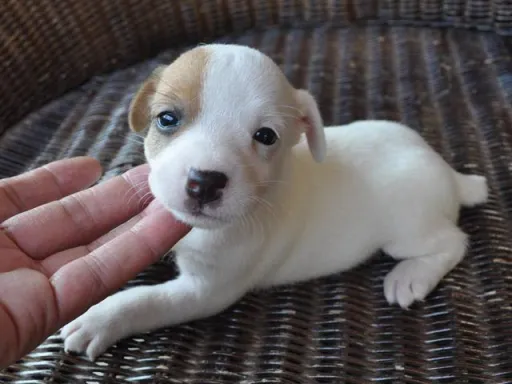 ジャック・ラッセル・テリアのサムネイル画像5