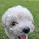 トイプードル
Toy Poodle
toy157-3