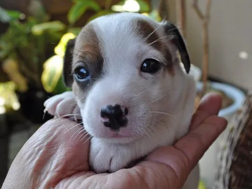 ジャック・ラッセル・テリアのサムネイル画像1