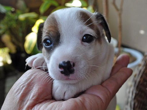 ジャック・ラッセル・テリアの子犬販売