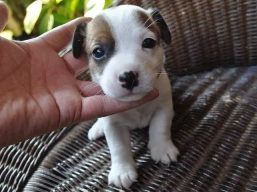 ジャック・ラッセル・テリアのサムネイル画像3